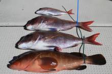 KIM Fishing Guide Ser…