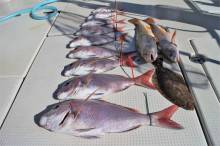 KIM Fishing Guide Ser…