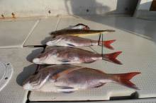 KIM Fishing Guide Ser…