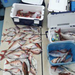 リトルワン 釣果