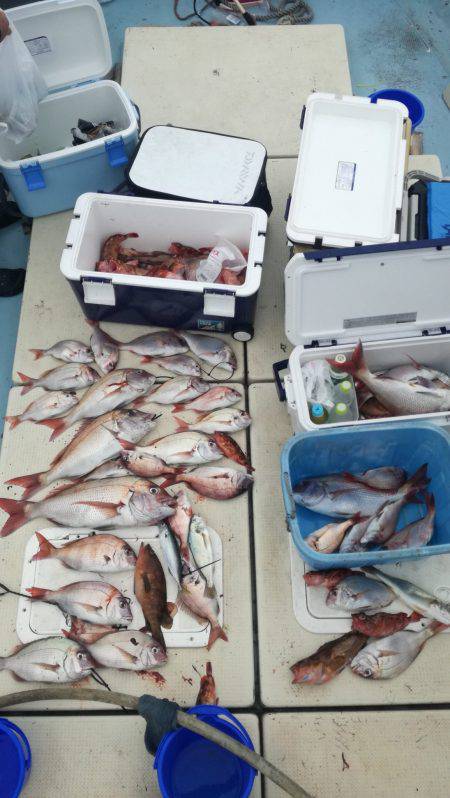 リトルワン 釣果