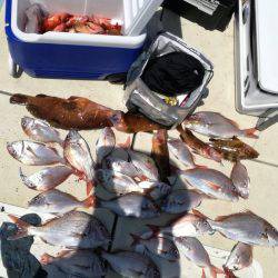 リトルワン 釣果