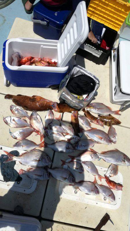 リトルワン 釣果