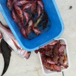 リトルワン 釣果