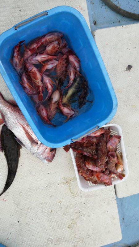 リトルワン 釣果