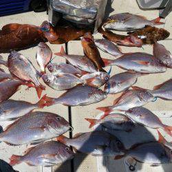 リトルワン 釣果