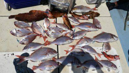 リトルワン 釣果