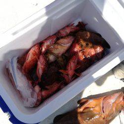 リトルワン 釣果