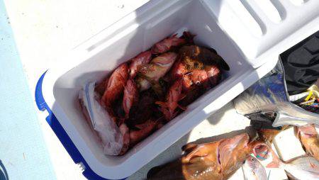 リトルワン 釣果