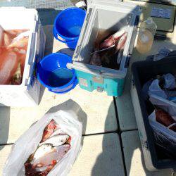 リトルワン 釣果