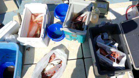 リトルワン 釣果