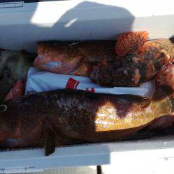 リトルワン 釣果