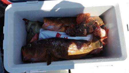 リトルワン 釣果