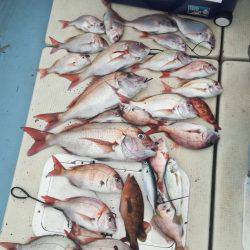 リトルワン 釣果