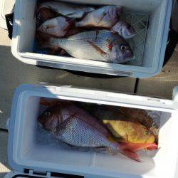 リトルワン 釣果