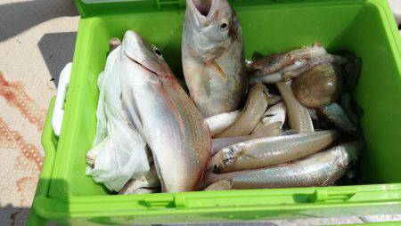 リトルワン 釣果