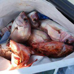 リトルワン 釣果