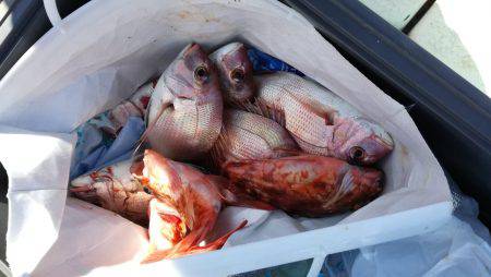 リトルワン 釣果