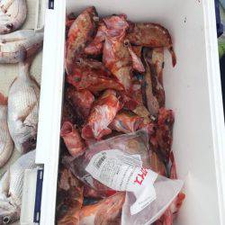 リトルワン 釣果