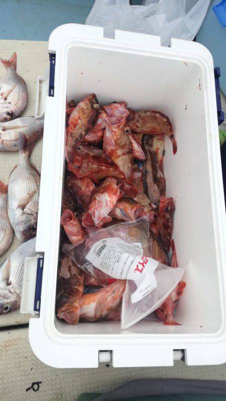 リトルワン 釣果