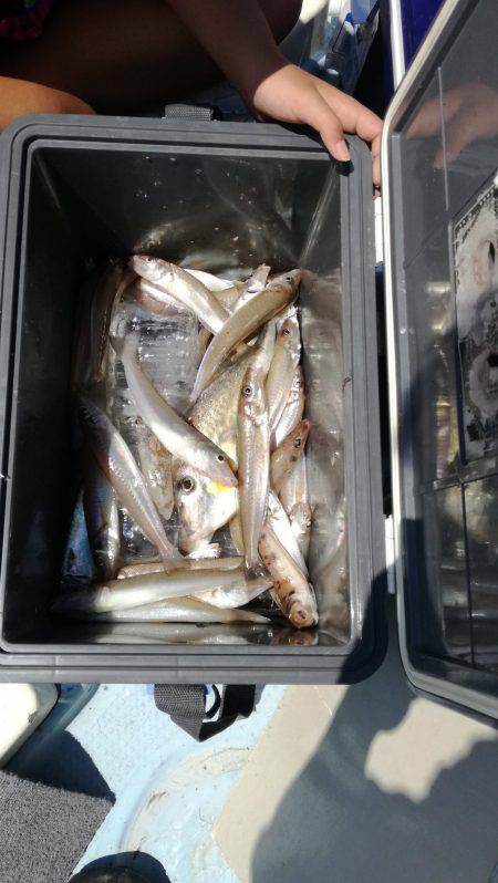 リトルワン 釣果