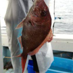 リトルワン 釣果