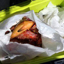 リトルワン 釣果