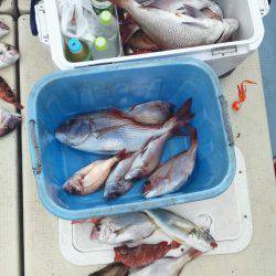 リトルワン 釣果