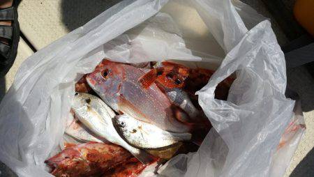 リトルワン 釣果