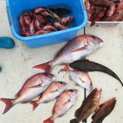 リトルワン 釣果