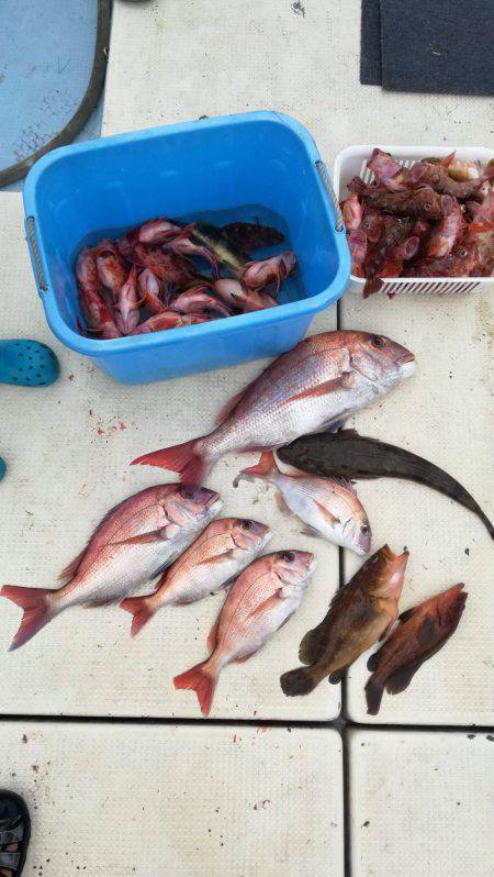 リトルワン 釣果