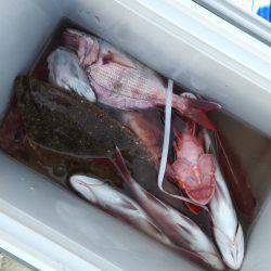 リトルワン 釣果