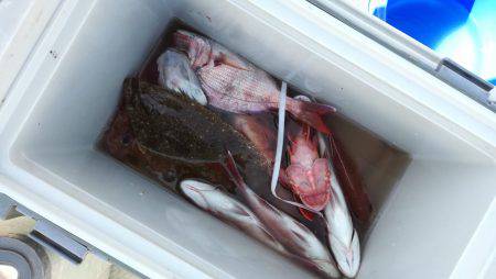 リトルワン 釣果