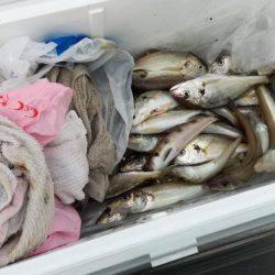 リトルワン 釣果