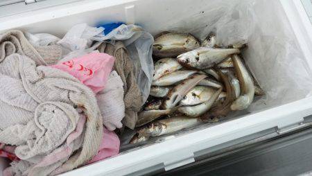 リトルワン 釣果