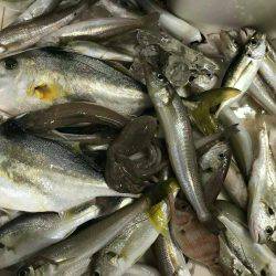 リトルワン 釣果