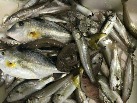 リトルワン 釣果