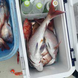 リトルワン 釣果