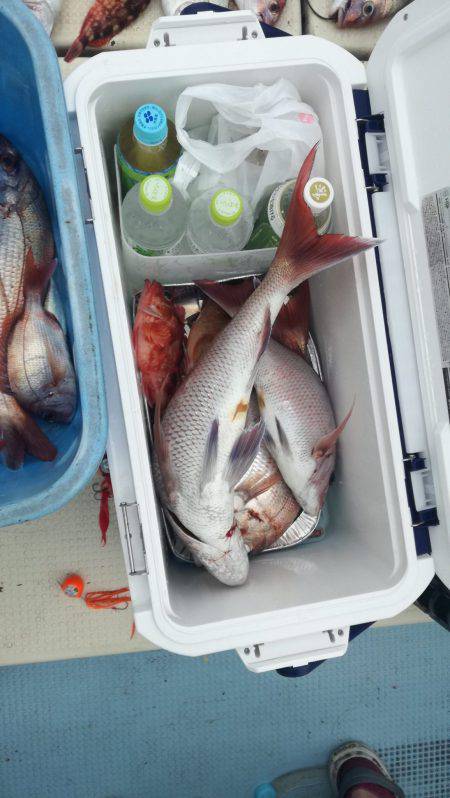 リトルワン 釣果