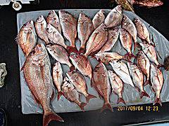 遊漁船 未紗奈 釣果