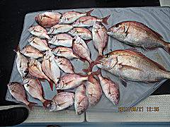 遊漁船 未紗奈 釣果