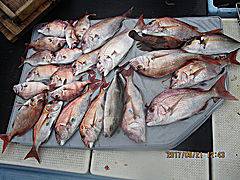 遊漁船 未紗奈 釣果