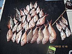 遊漁船 未紗奈 釣果