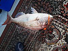 遊漁船 未紗奈 釣果