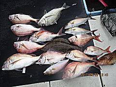 遊漁船 未紗奈 釣果