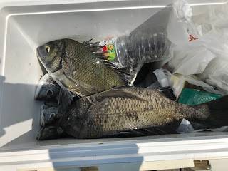 バラモン1号 釣果