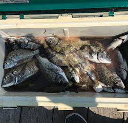 バラモン1号 釣果