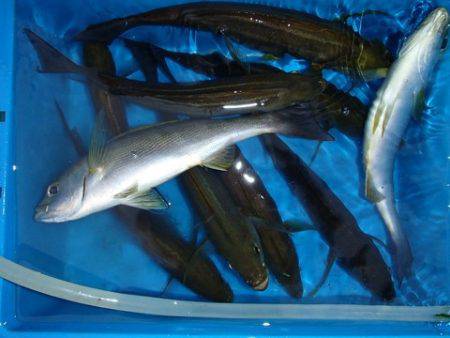 第二むつ漁丸 釣果