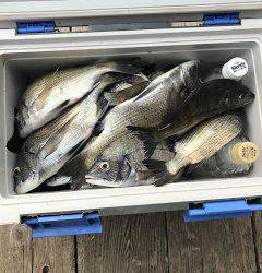 バラモン1号 釣果