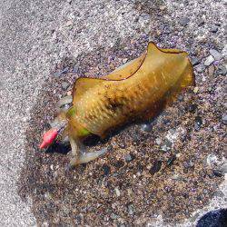 越前海岸でエギング